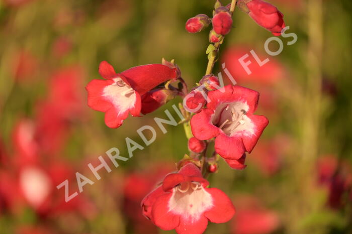 Dračík 'Rubicunda' - Penstemon 'Rubicunda'