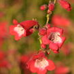 Dračík 'Rubicunda' - Penstemon 'Rubicunda'