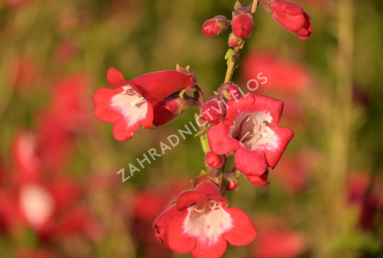 Dračík 'Rubicunda' - Penstemon 'Rubicunda'