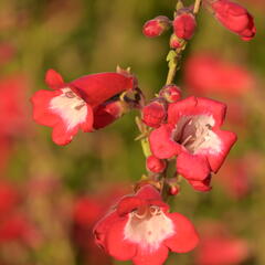 Dračík 'Rubicunda' - Penstemon 'Rubicunda'