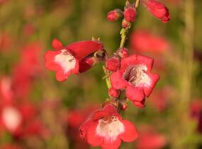 Dračík 'Rubicunda' - Penstemon 'Rubicunda'