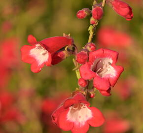 Dračík 'Rubicunda' - Penstemon 'Rubicunda'