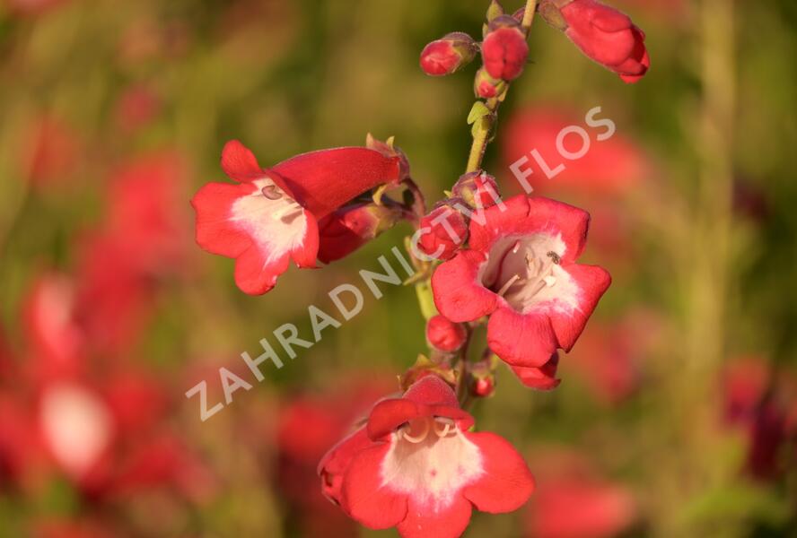 Dračík 'Rubicunda' - Penstemon 'Rubicunda'