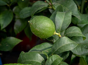 Citroník limonový (pravý) - Citrus limone
