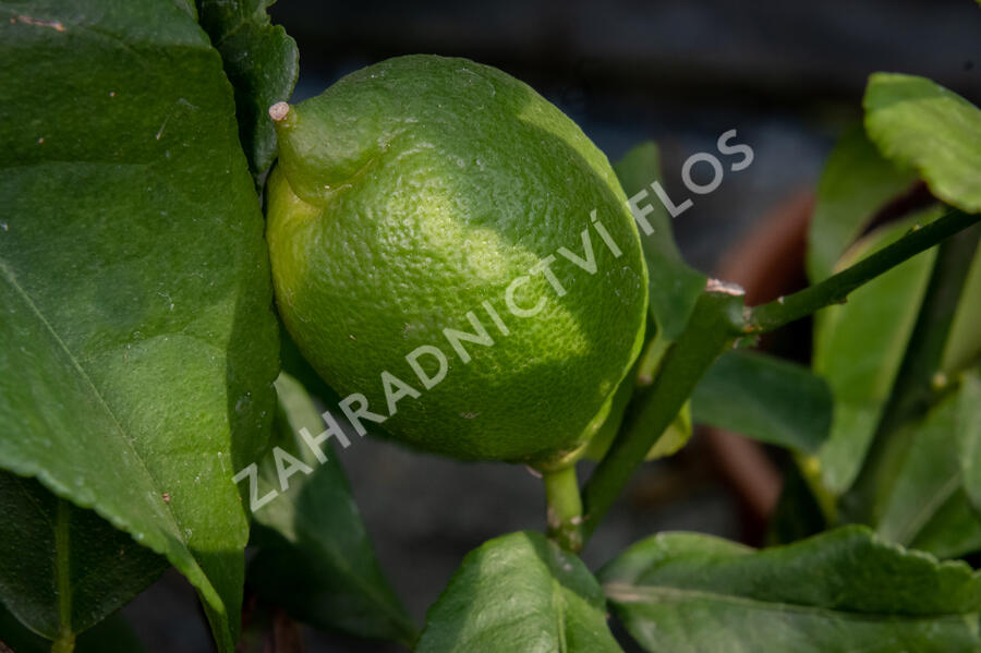 Citroník limonový (pravý) - Citrus limone