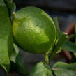 Citroník limonový (pravý) - Citrus limone