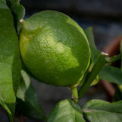 Citroník limonový (pravý) - Citrus limone