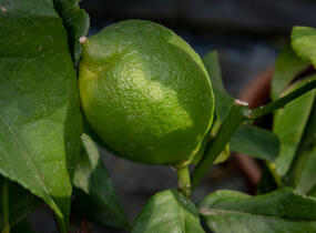 Citroník limonový (pravý) - Citrus limone