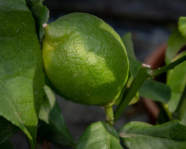 Citroník limonový (pravý)
