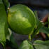 citronik-limonovy-pravy.jpg