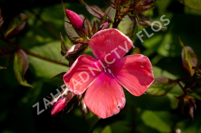 Plamenka latnatá 'Spitfire' - Phlox paniculata 'Spitfire'
