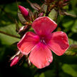 Plamenka latnatá 'Spitfire' - Phlox paniculata 'Spitfire'