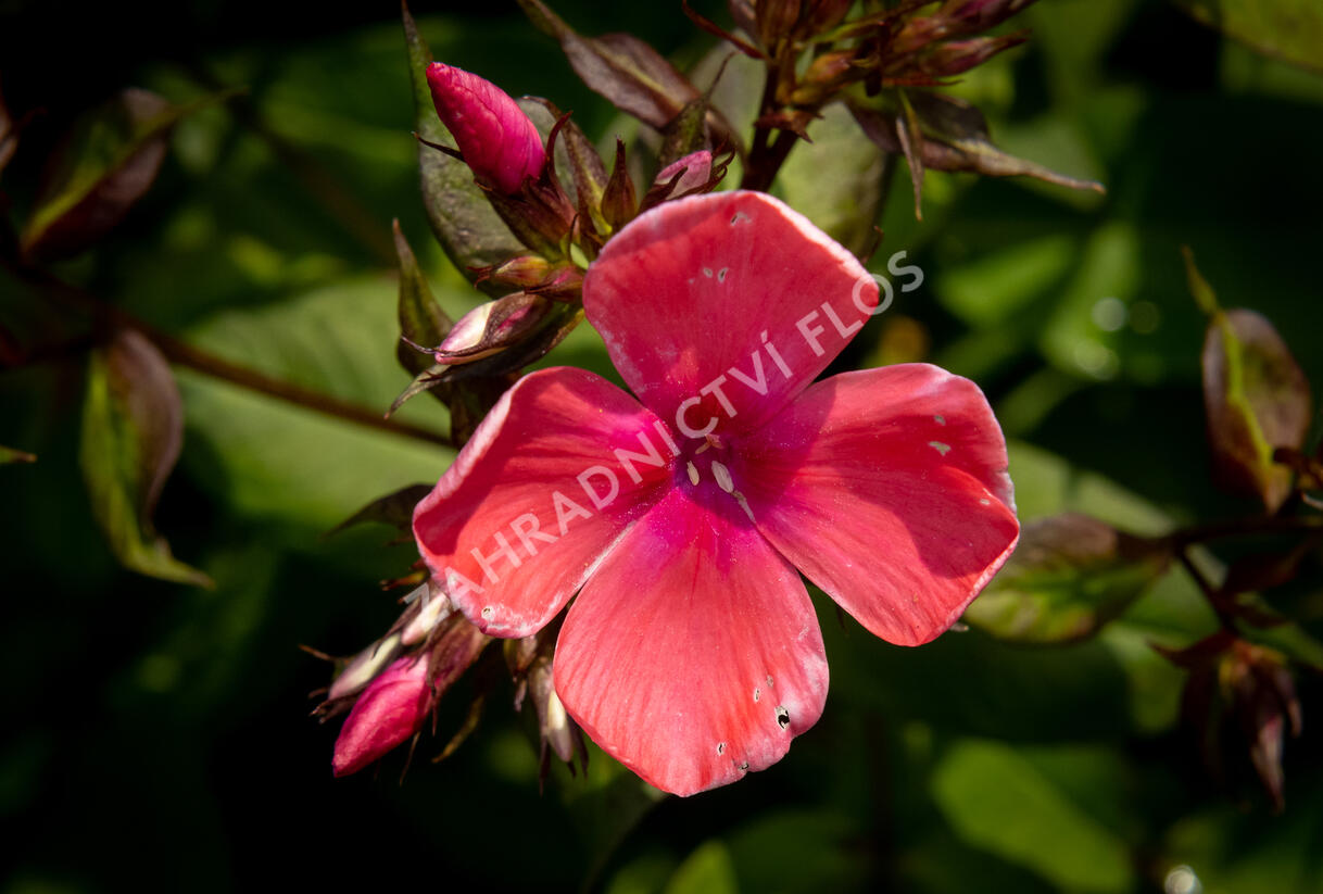 Plamenka latnatá 'Spitfire' - Phlox paniculata 'Spitfire'