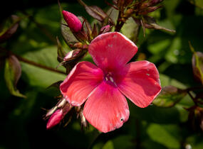 Plamenka latnatá 'Spitfire' - Phlox paniculata 'Spitfire'