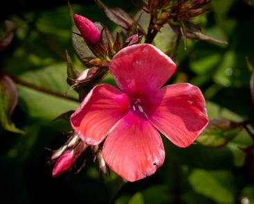 Plamenka latnatá 'Spitfire'