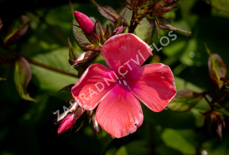 Plamenka latnatá 'Spitfire' - Phlox paniculata 'Spitfire'