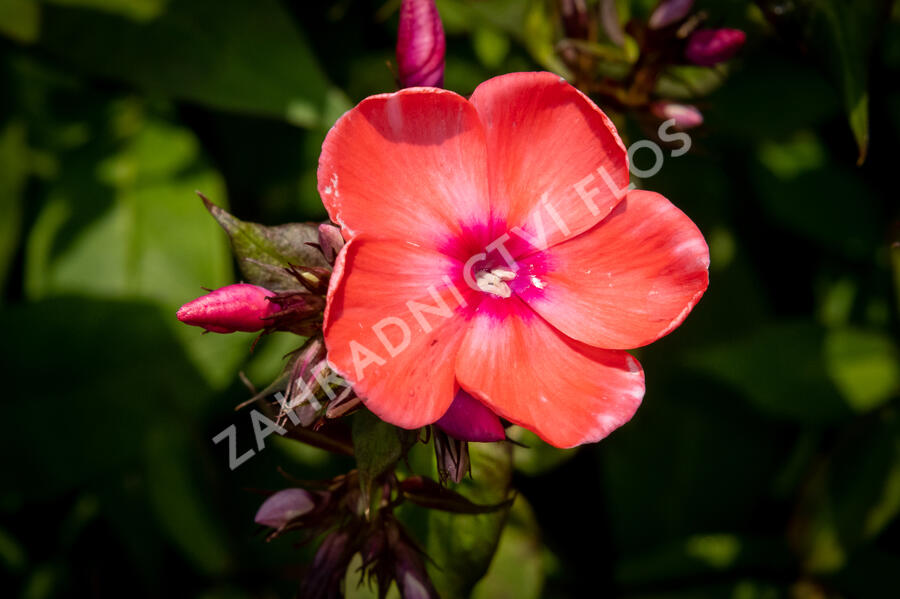 Plamenka latnatá 'Spitfire' - Phlox paniculata 'Spitfire'