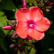 Plamenka latnatá 'Spitfire' - Phlox paniculata 'Spitfire'