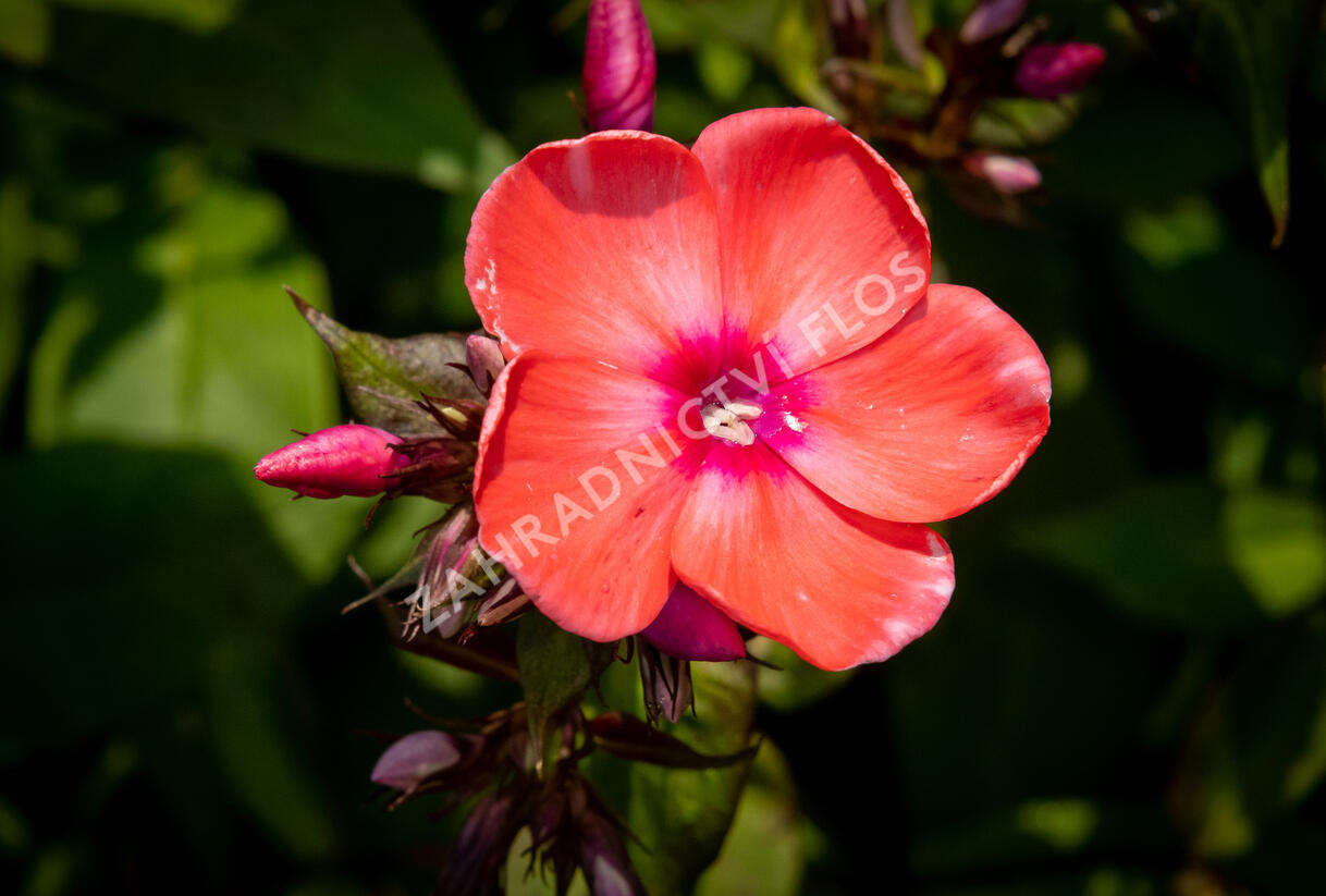 Plamenka latnatá 'Spitfire' - Phlox paniculata 'Spitfire'