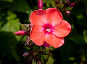 Plamenka latnatá 'Spitfire' - Phlox paniculata 'Spitfire'
