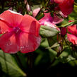 Plamenka latnatá 'Spitfire' - Phlox paniculata 'Spitfire'