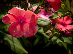 Plamenka latnatá 'Spitfire' - Phlox paniculata 'Spitfire'