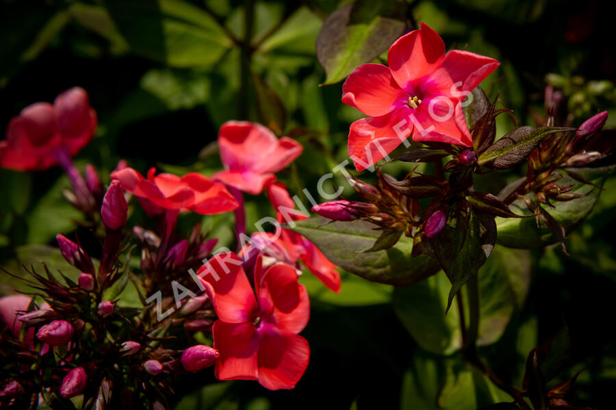Plamenka latnatá 'Spitfire' - Phlox paniculata 'Spitfire'