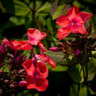 Plamenka latnatá 'Spitfire' - Phlox paniculata 'Spitfire'