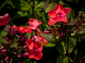 Plamenka latnatá 'Spitfire' - Phlox paniculata 'Spitfire'