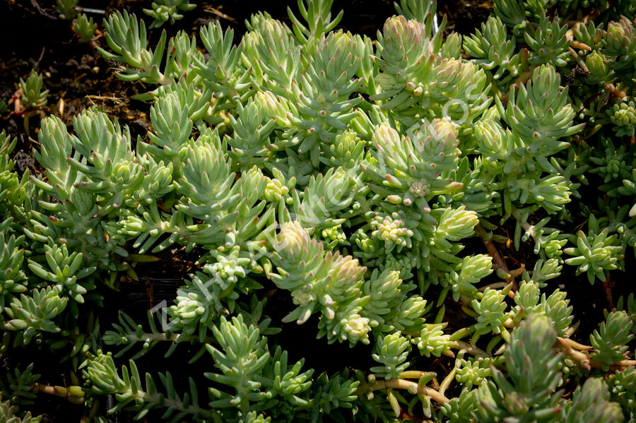 Rozchodník 'Silver' - Sedum rupestre 'Silver'