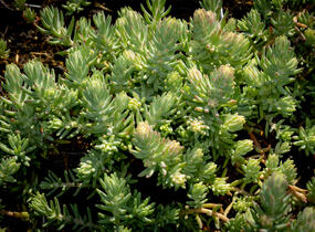 Rozchodník 'Silver' - Sedum rupestre 'Silver'