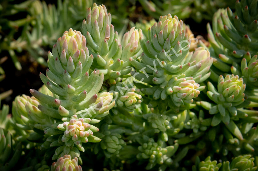 Rozchodník 'Silver' - Sedum rupestre 'Silver'