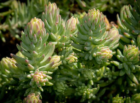 Rozchodník 'Silver' - Sedum rupestre 'Silver'