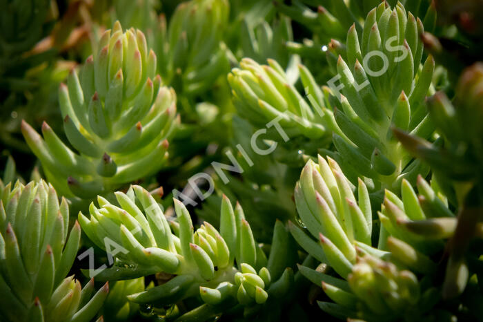 Rozchodník 'Silver' - Sedum rupestre 'Silver'