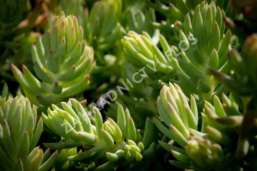 Rozchodník 'Silver' - Sedum rupestre 'Silver'