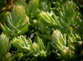 Rozchodník 'Silver' - Sedum rupestre 'Silver'