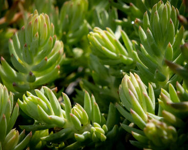 Rozchodník 'Silver'