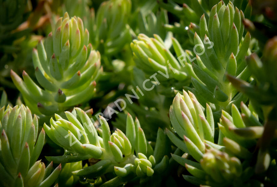 Rozchodník 'Silver' - Sedum rupestre 'Silver'