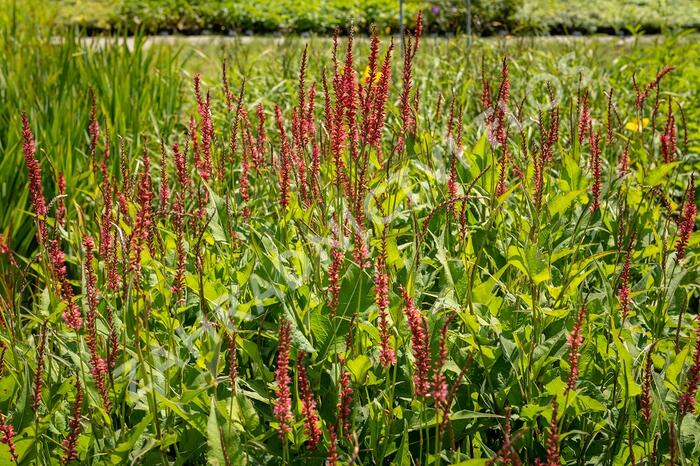 Rdesno 'Orange Field' - Bistorta amplexicaulis 'Orange Field'