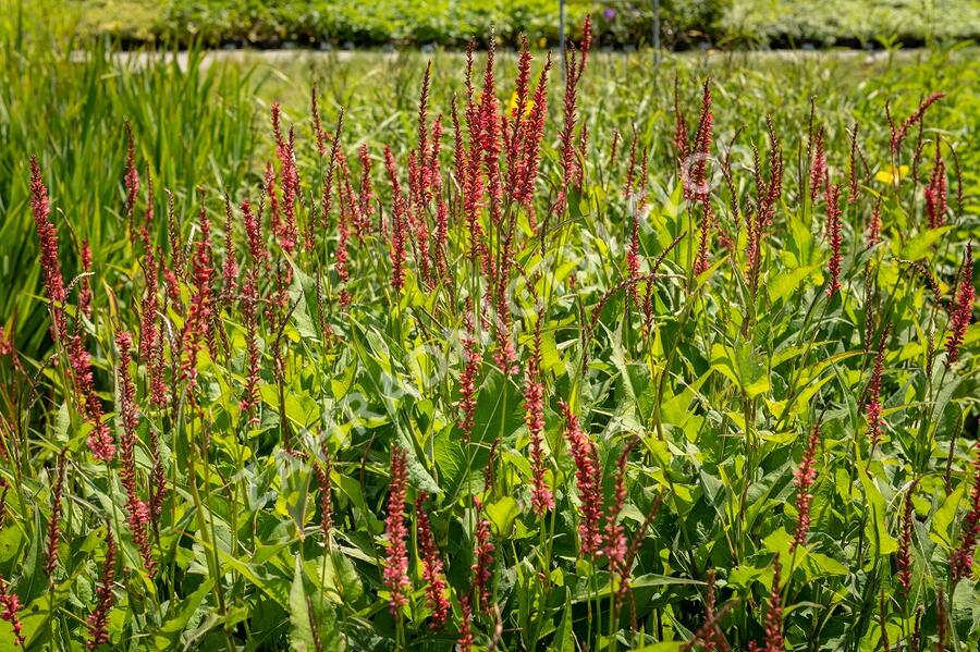 Rdesno 'Orange Field' - Bistorta amplexicaulis 'Orange Field'