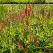 Rdesno 'Orange Field' - Bistorta amplexicaulis 'Orange Field'