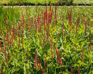 Rdesno objímavé 'Orange Field'