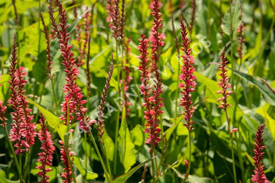 Rdesno objímavé 'Orange Field' - Bistorta amplexicaulis 'Orange Field'