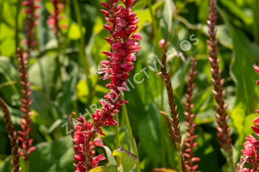 Rdesno objímavé 'Orange Field' - Bistorta amplexicaulis 'Orange Field'