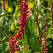 Rdesno 'Orange Field' - Bistorta amplexicaulis 'Orange Field'