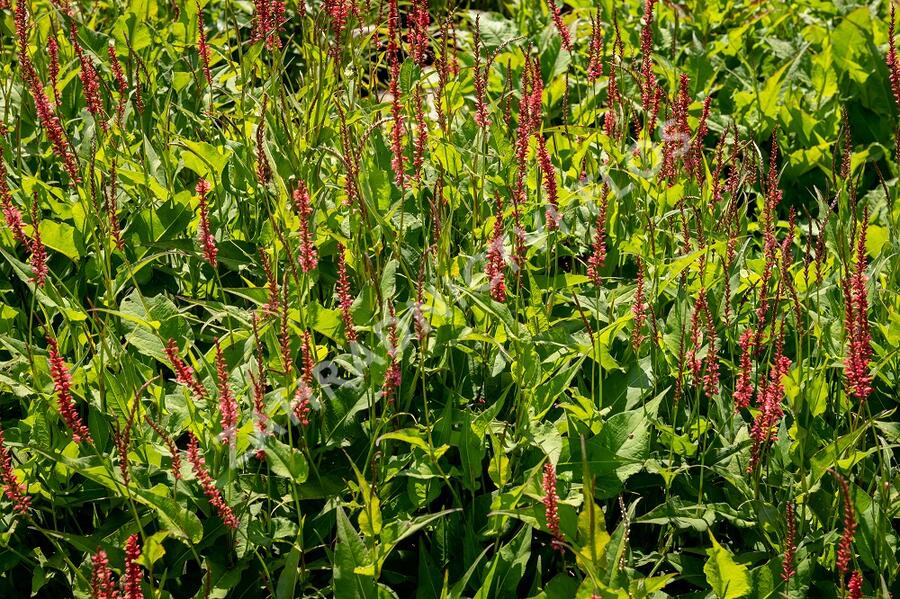 Rdesno objímavé 'Orange Field' - Bistorta amplexicaulis 'Orange Field'
