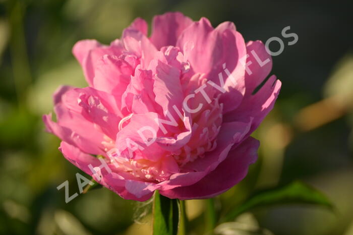 Pivoňka bělokvětá 'Sorbet' - Paeonia lactiflora 'Sorbet'