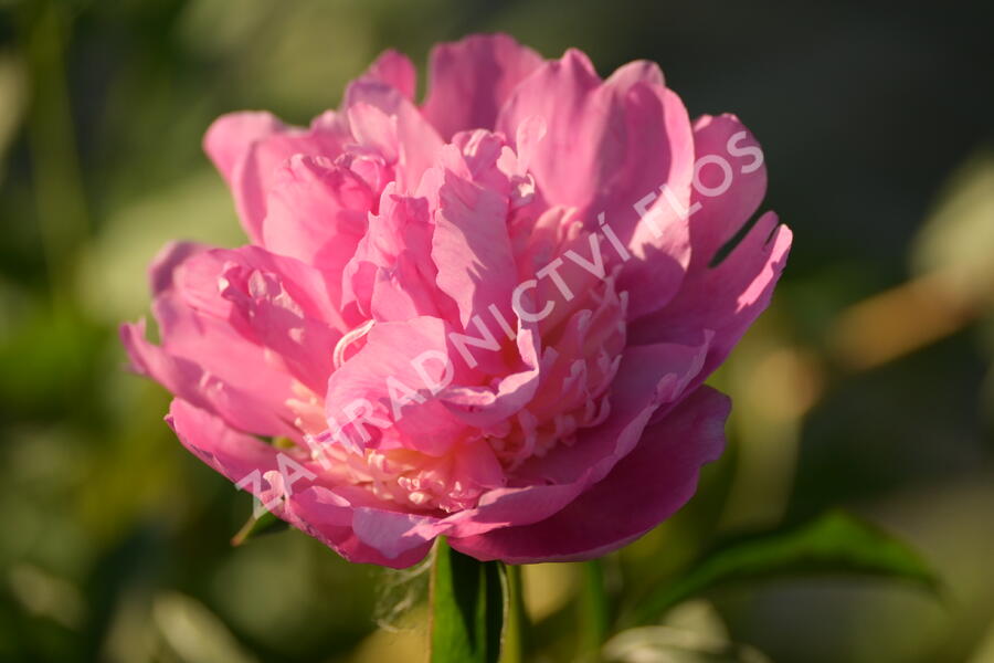 Pivoňka bělokvětá 'Sorbet' - Paeonia lactiflora 'Sorbet'