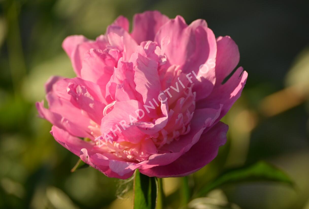 Pivoňka bělokvětá 'Sorbet' - Paeonia lactiflora 'Sorbet'