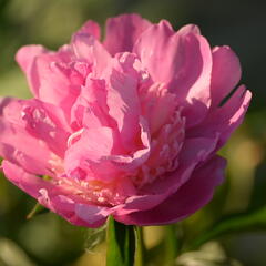 Pivoňka bělokvětá 'Sorbet' - Paeonia lactiflora 'Sorbet'